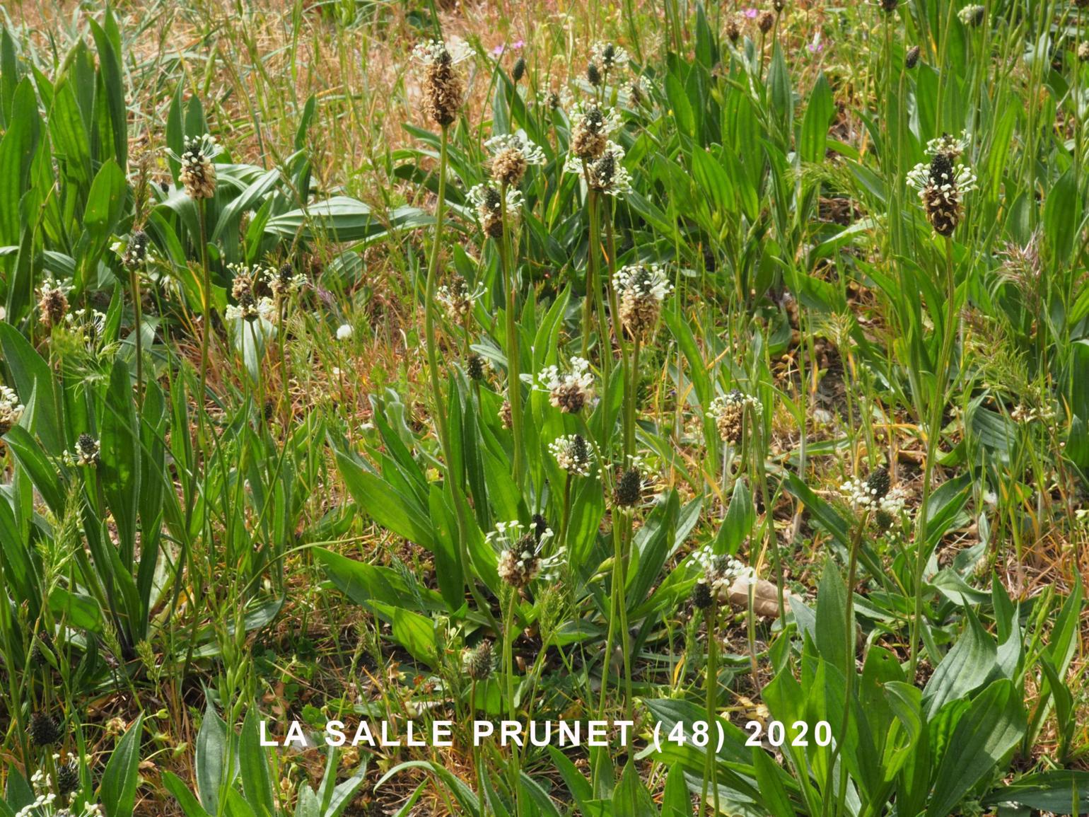 Plantain, Ribwort